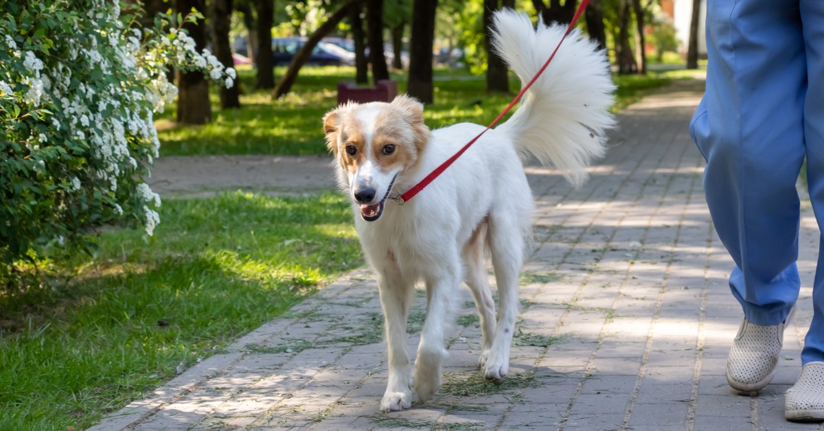 Getting Your Pet Active Again After Winter